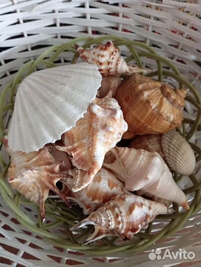 Морские ракушки