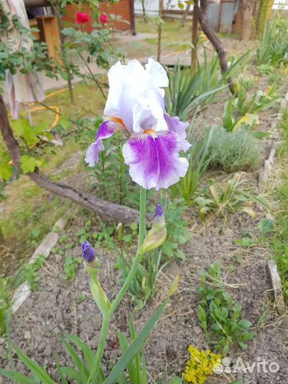Ирис бородатый