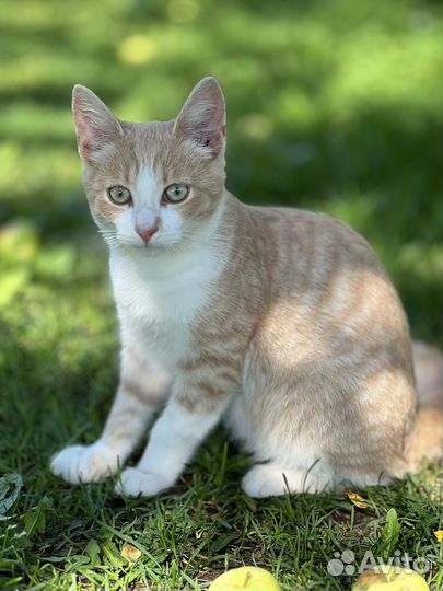 Котята бесплатно