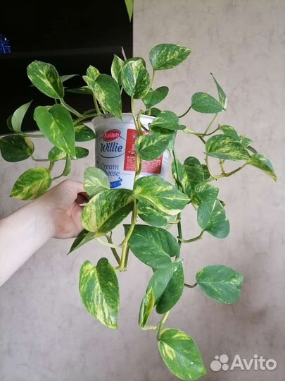 Сциндапсус