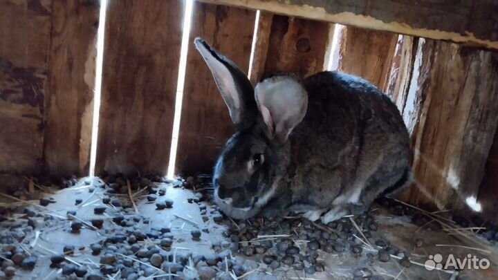 Кролики фландр