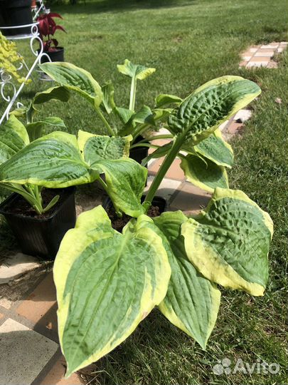 Хосты 3 сорта