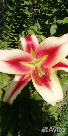 Садовые цветы