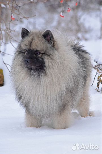 Щенки вольфшпица(кеесхонд)