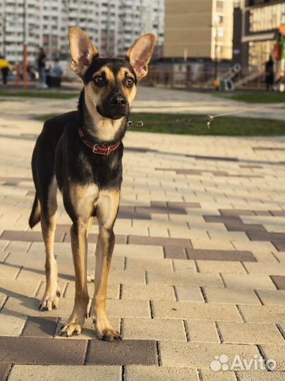 Собака парень