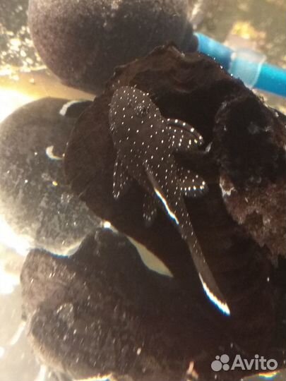 Номерные сомы, анциструсы