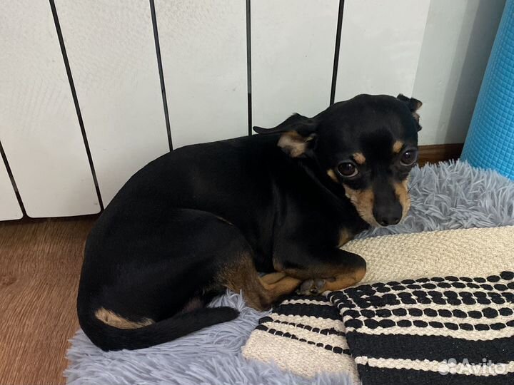 Собака для вязки