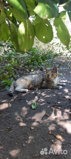 Котята в добрые руки бесплатно