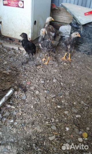 Бойцовая курица