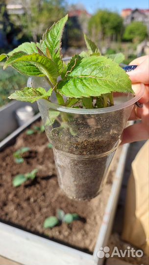 Монарда (садовый бергамот). Рассада