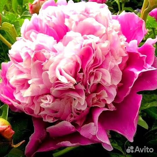 Пионы клубни Кора Стабс