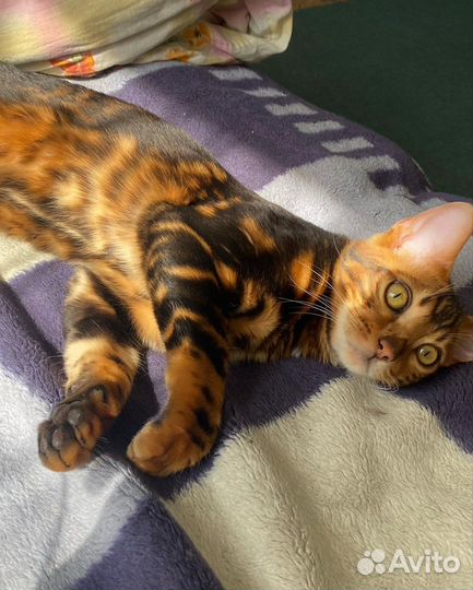 Бенгальский кот вязка