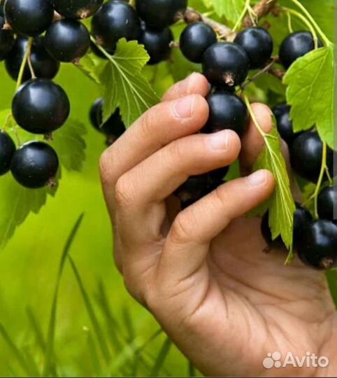 Земляника и другие ягодные