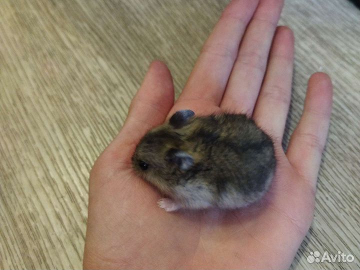 Джунгарский хомяк маленький