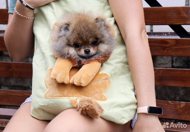 Медвежонок мини шпица с доставкой