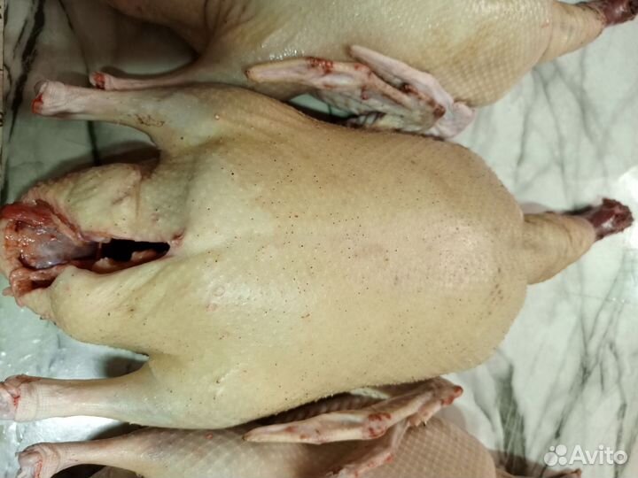 Тушки (мясо) гуся, индейки, куры, утки