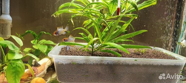 Аквариум с рыбками