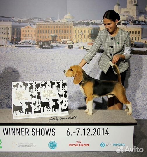 Бигль. Вязка