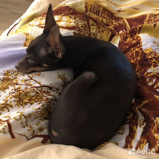 Той терьер вязка