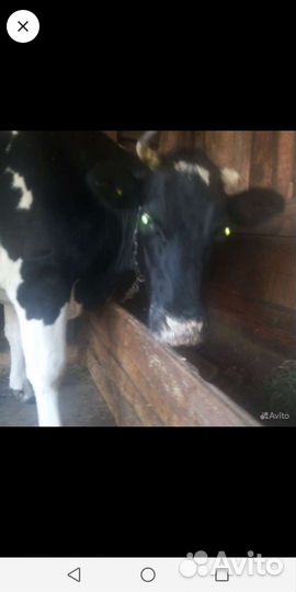 Корова, Овцы, козы