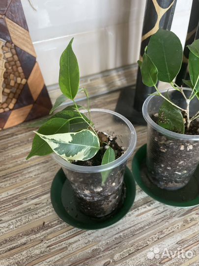 Фикус бенджамина саманта