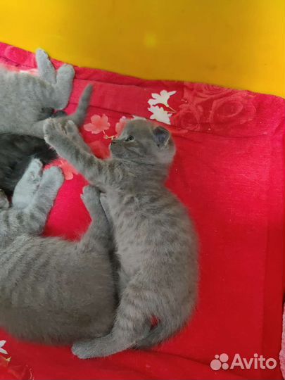 Шотландские котята