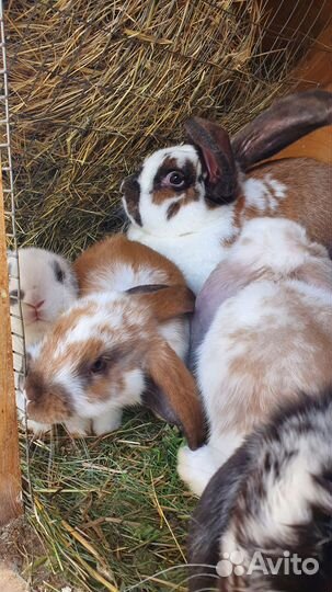 Крольчата