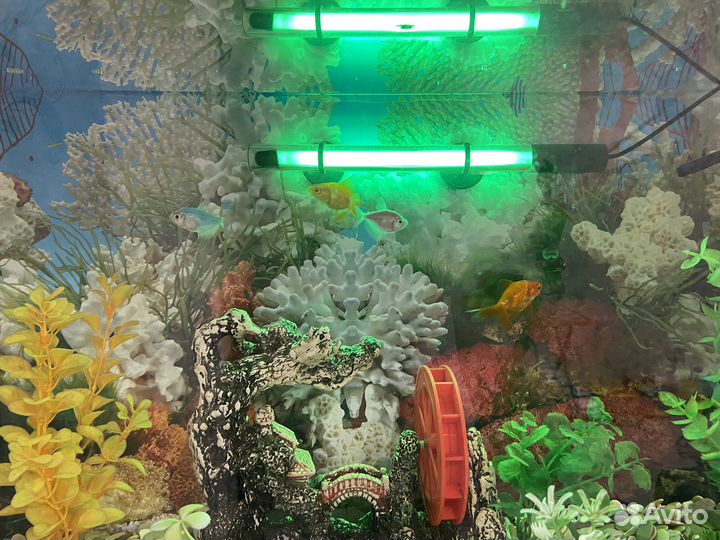 Аквариум с рыбками