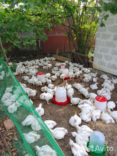 Цыплята бройлеры кобб 500/ мясо бройлера