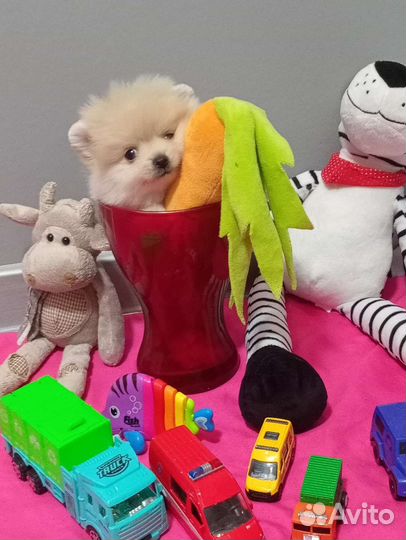 Девочка конфетка