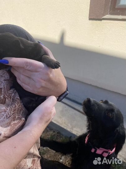 Собака в добрые руки щеноки