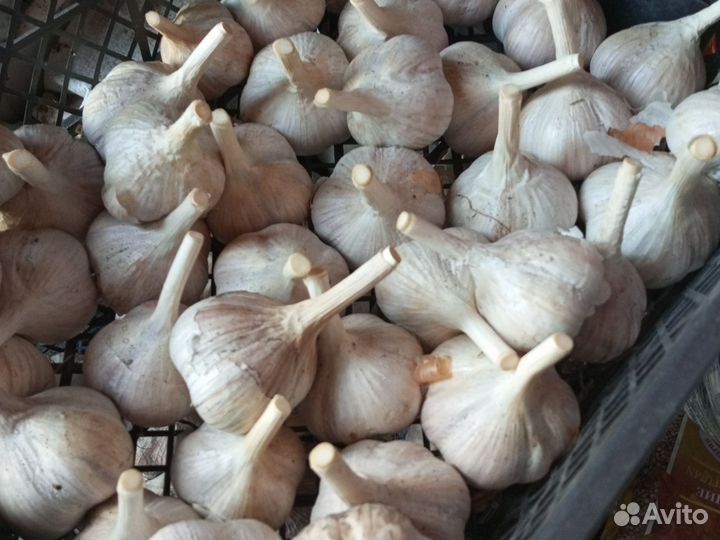 Чеснок зимний