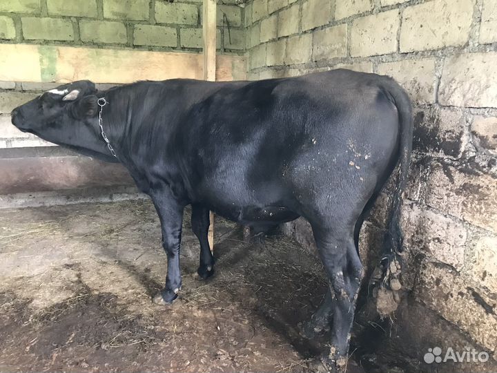 Бычки и быки