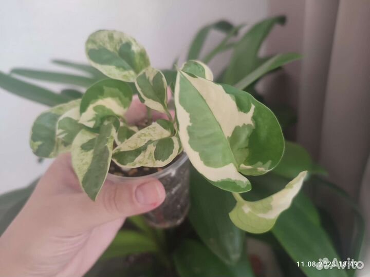 Эпипремнумы