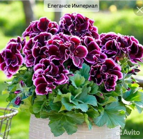 Королевская пеларгония