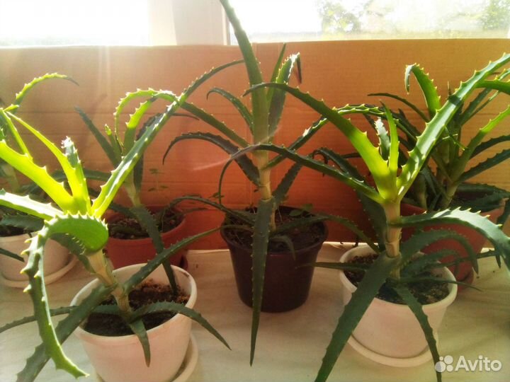 Алоэ с горшком