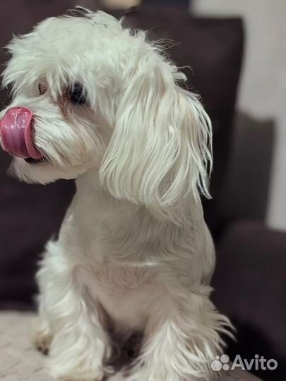 Щенки мальтезе мини