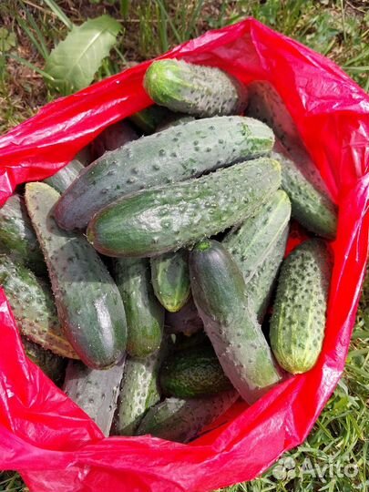 Огурцы свежие домашние. Ягоды