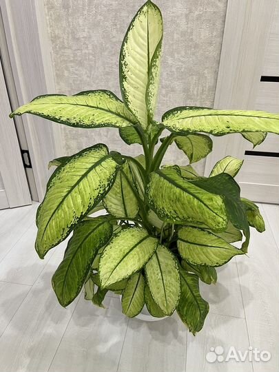 Диффенбахия камилла