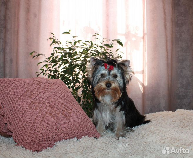 Йоркширский терьер