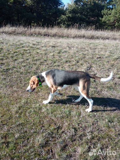 Русская пегая гончая