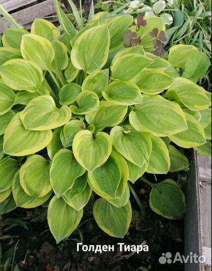 Цветы многолетник хоста гейхера