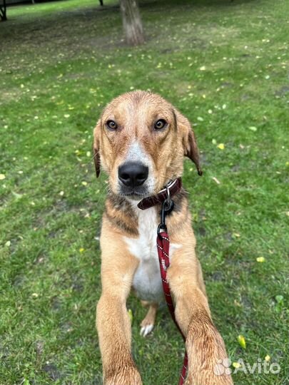 Спасенный из усыпалки гончий пес ищет дом