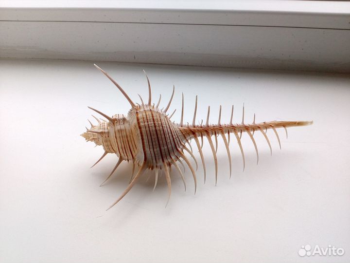 Ракушка Murex troscheli 160,1 mm Большой