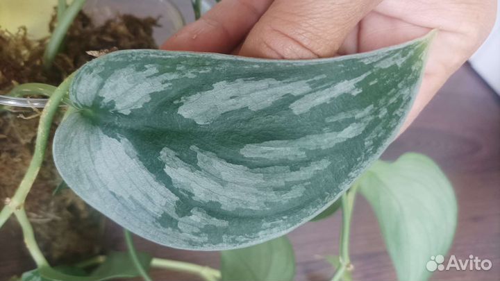 Сциндапсус Сильвер Свен, Silver Swan