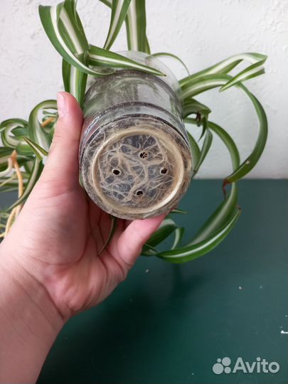 Хлорофитум кудрявый