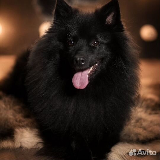 Щенки большого немецкого шпица. Документы РКФ