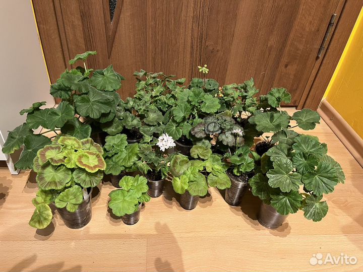 Пеларгония герань сортовая