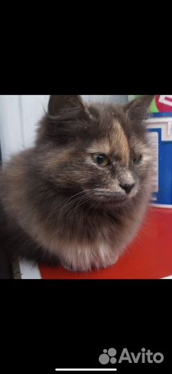 Кошка