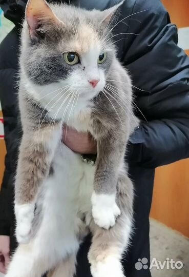 Они осиротели, и и хсдали умирать в отлов